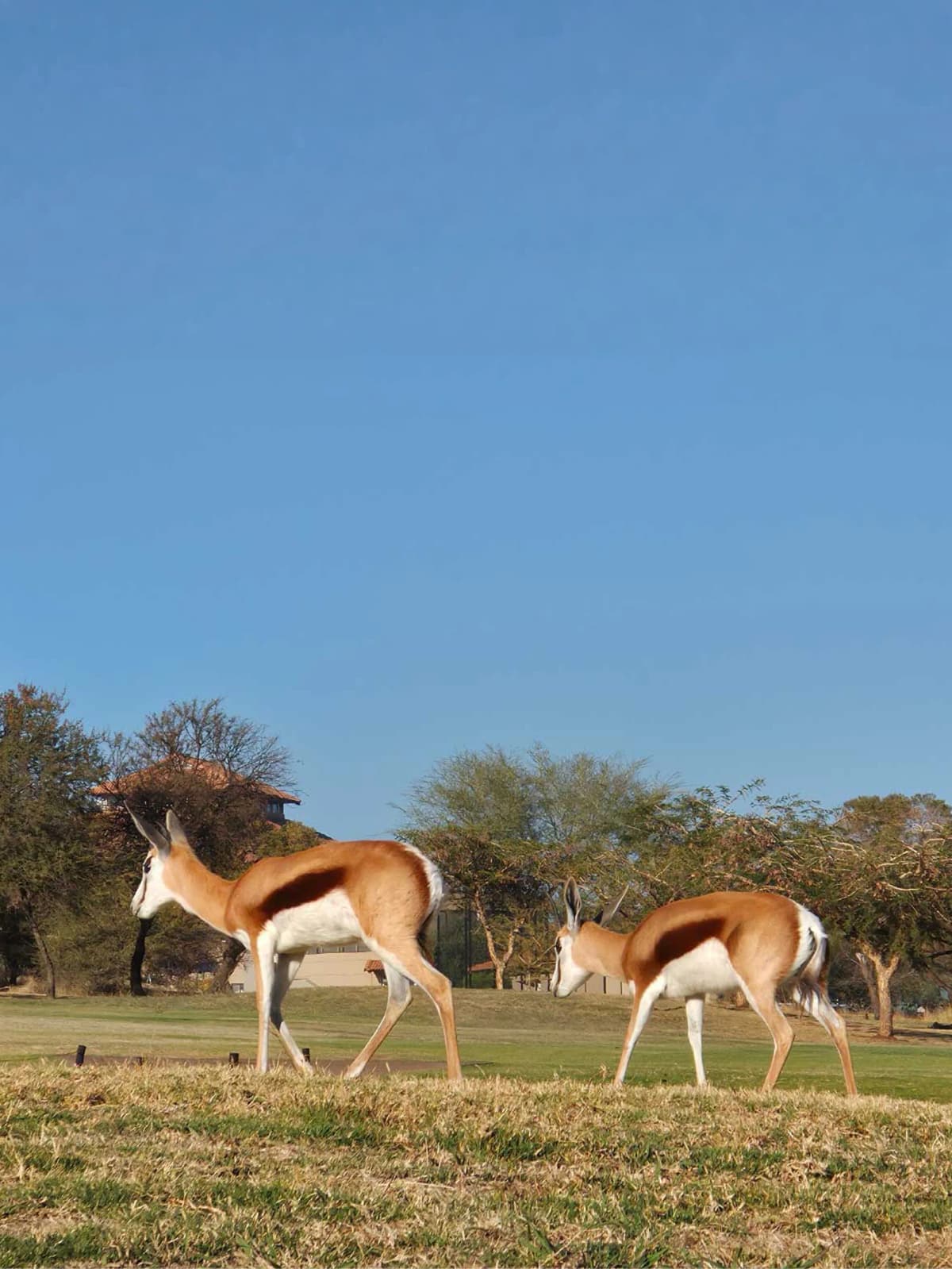 Wildlife on course